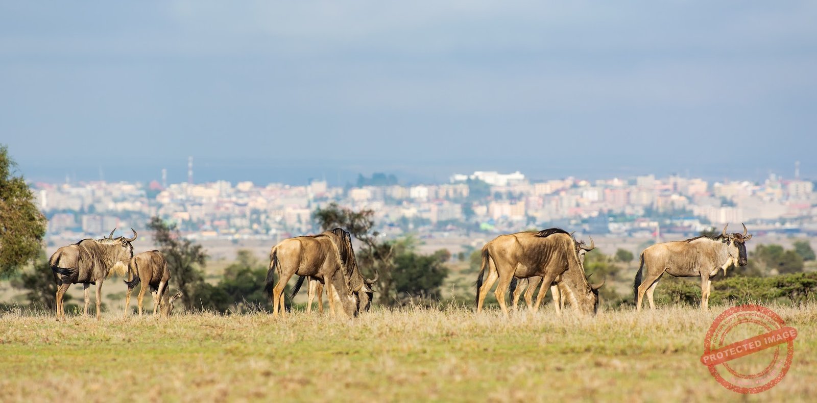 Lukenya Wildlife Estate