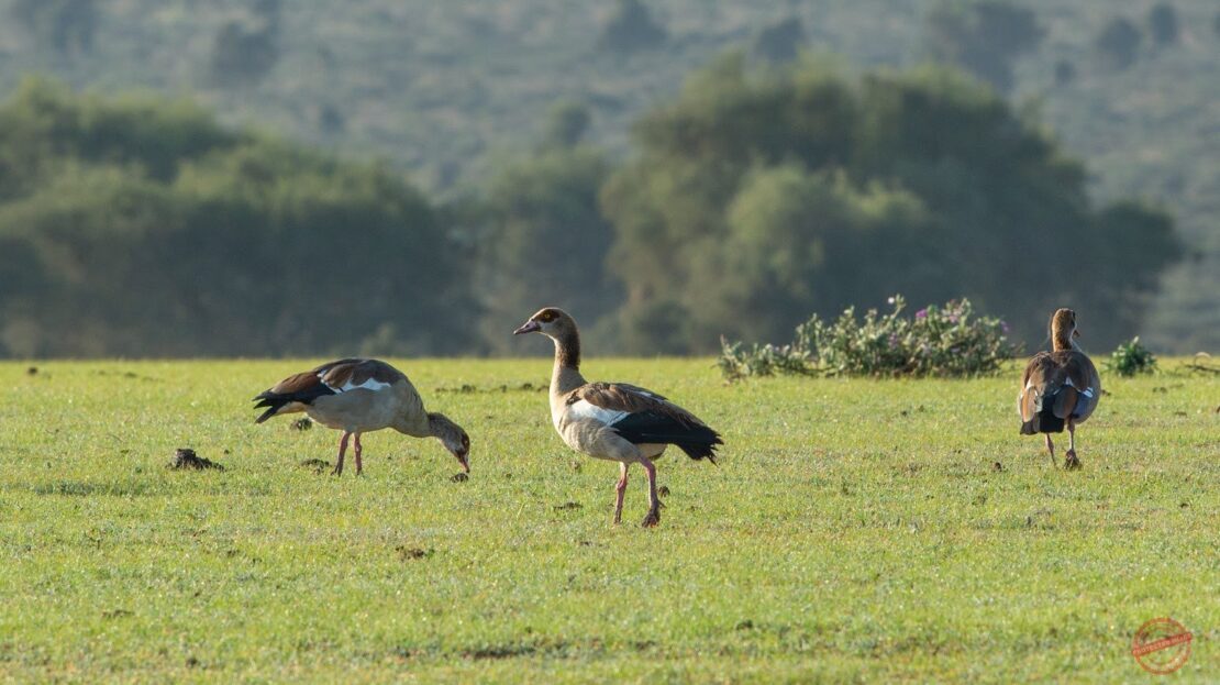 Lukenya Wildlife Estate BUSH LIVING AT ITS BEST Prime Land For Sale 1/2 Acre, Machakos County > Lukenya Hills, Nairobi