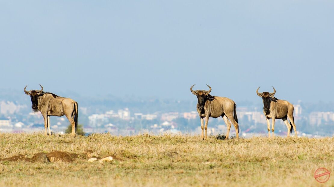 Lukenya Wildlife Estate BUSH LIVING AT ITS BEST Prime Land For Sale 1/2 Acre, Machakos County > Lukenya Hills, Nairobi