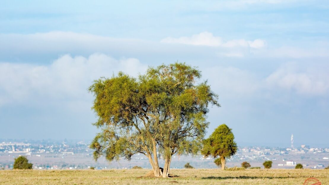 Lukenya Wildlife Estate BUSH LIVING AT ITS BEST Prime Land For Sale 1/2 Acre, Machakos County > Lukenya Hills, Nairobi