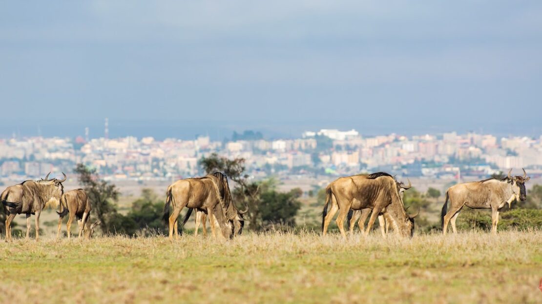 Lukenya Wildlife Estate BUSH LIVING AT ITS BEST Prime Land For Sale 1/2 Acre, Machakos County > Lukenya Hills, Nairobi
