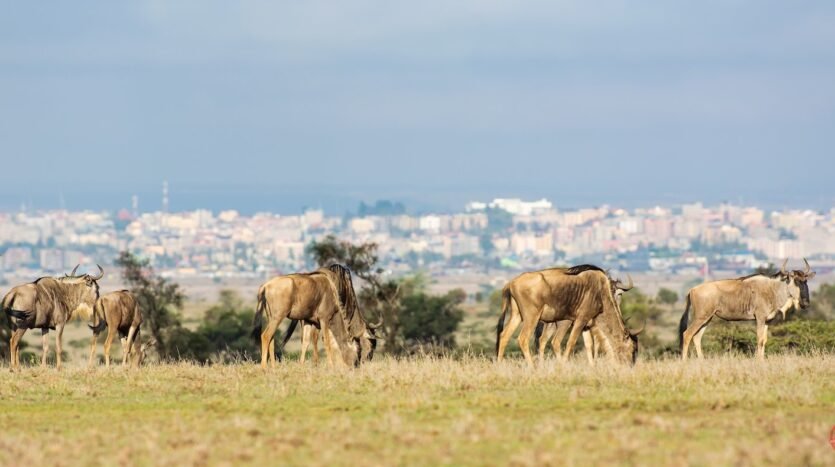 Lukenya Wildlife Estate