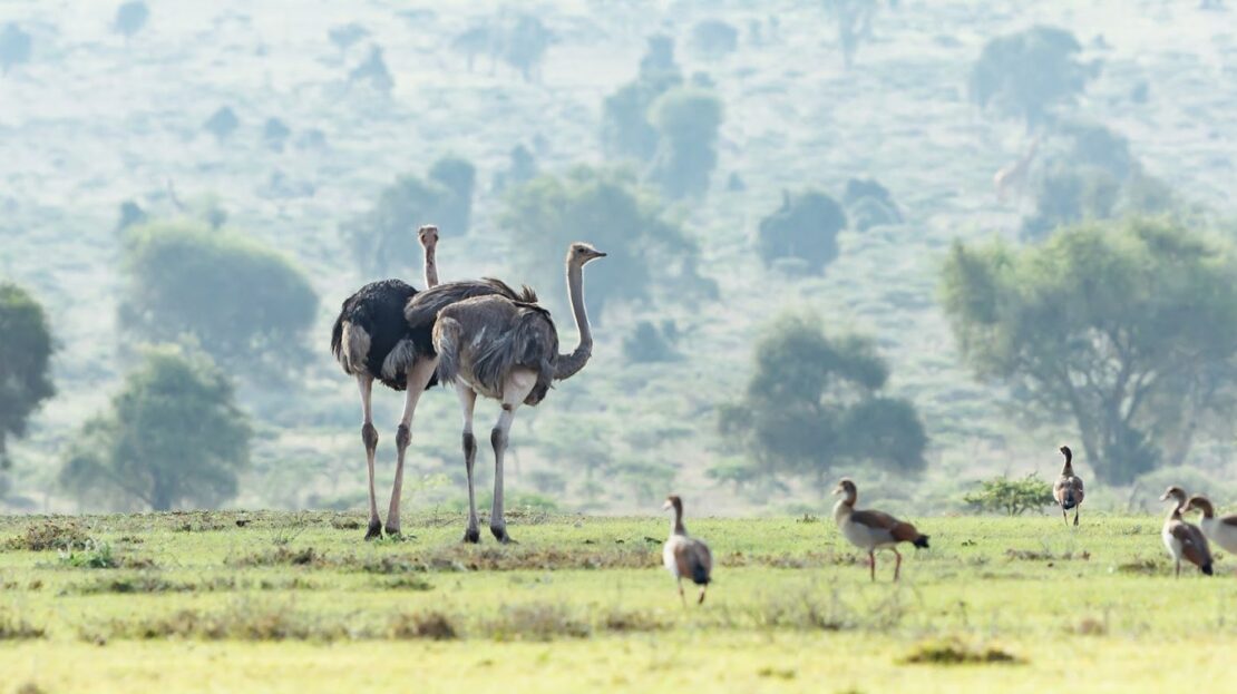 Lukenya Wildlife Estate BUSH LIVING AT ITS BEST Prime Land For Sale 1/2 Acre, Machakos County > Lukenya Hills, Nairobi