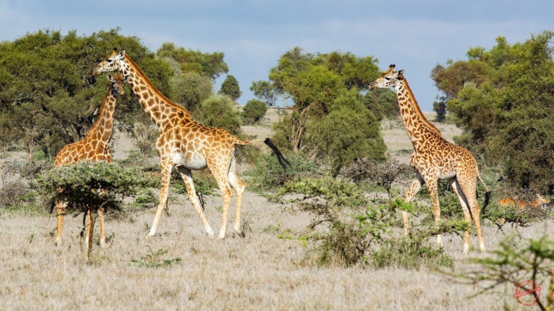 Lukenya Wildlife Estate BUSH LIVING AT ITS BEST Prime Land for Sale in Nairobi