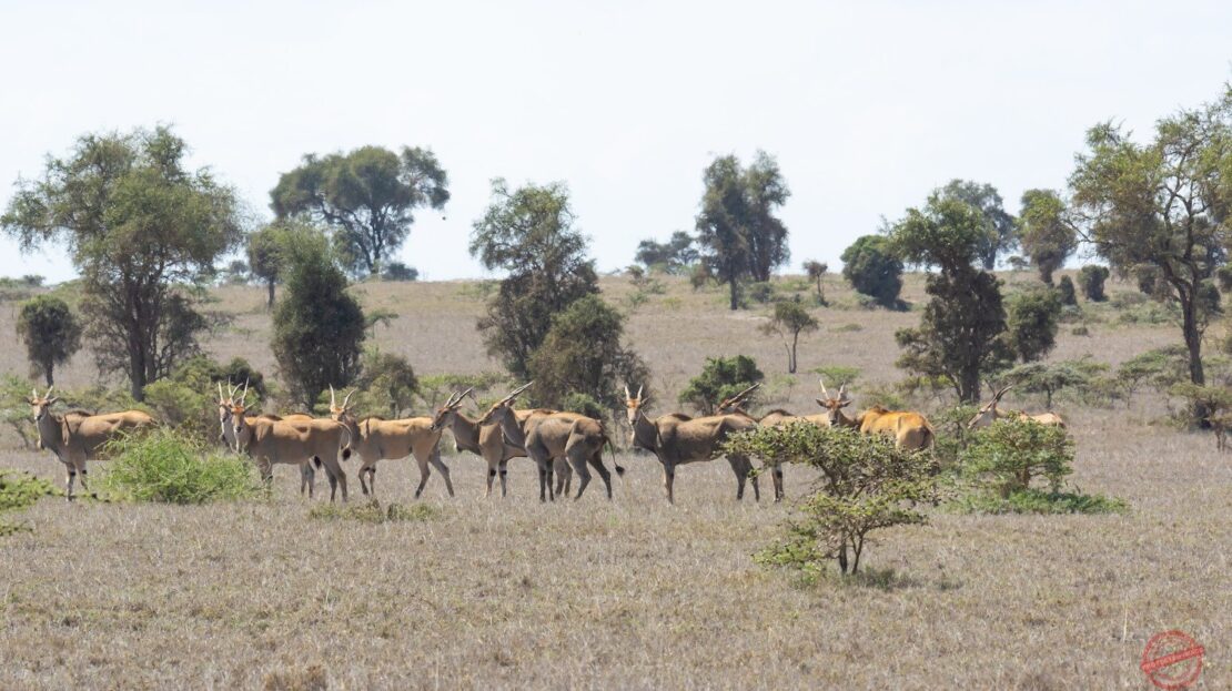 Lukenya Wildlife Estate BUSH LIVING AT ITS BEST Prime Land For Sale 1/2 Acre, Machakos County > Lukenya Hills, Nairobi