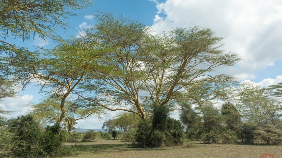 Lukenya Wildlife Estate BUSH LIVING AT ITS BEST Prime Land For Sale 1/2 Acre, Machakos County > Lukenya Hills, Nairobi