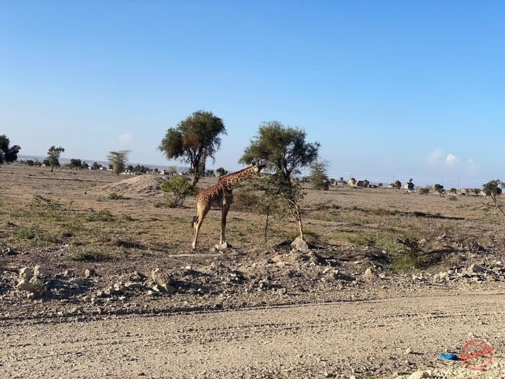 Lukenya Wildlife Estate photo 4