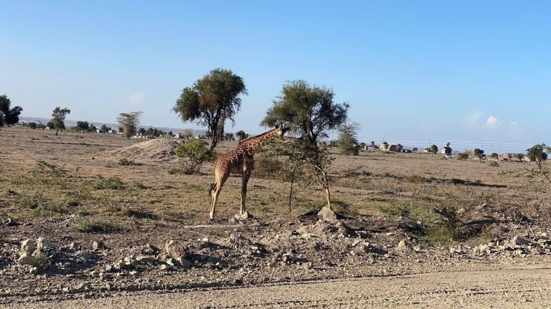 Lukenya Wildlife Estate BUSH LIVING AT ITS BEST Prime Land For Sale 1/2 Acre, Machakos County > Lukenya Hills, Nairobi